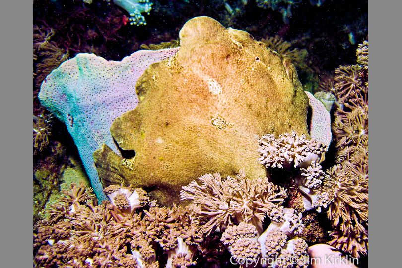 Frogfish in Sponge