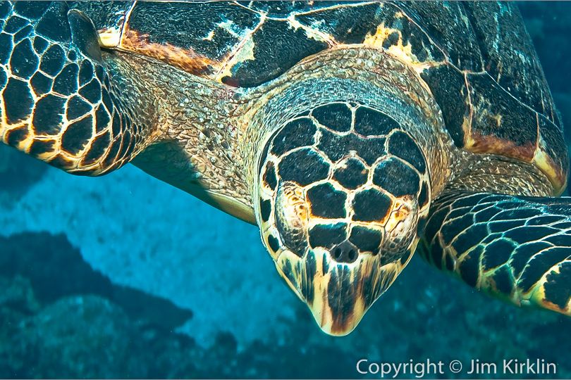 Sea Turtle #1
