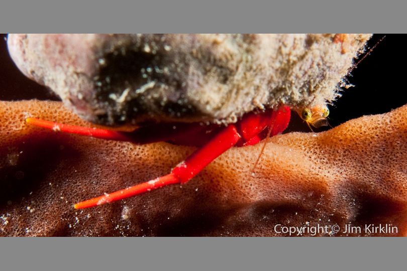 Red Reef Hermit Crab On A Barrel Sponge