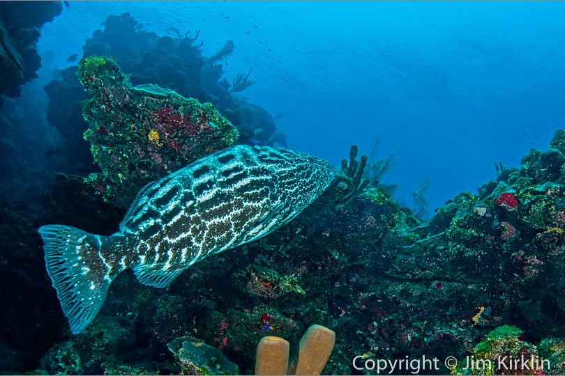 Black Grouper On The Reef