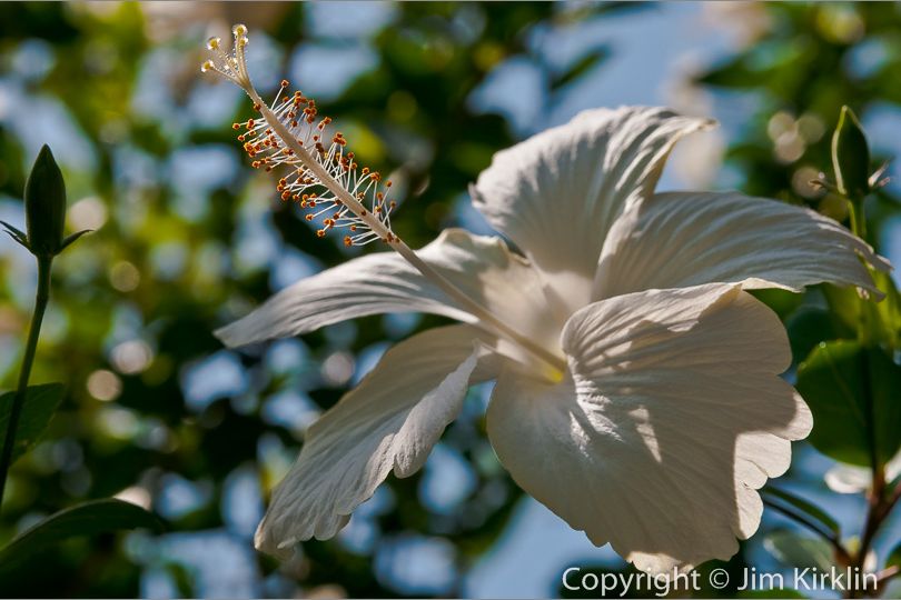 White Hibiscus #1