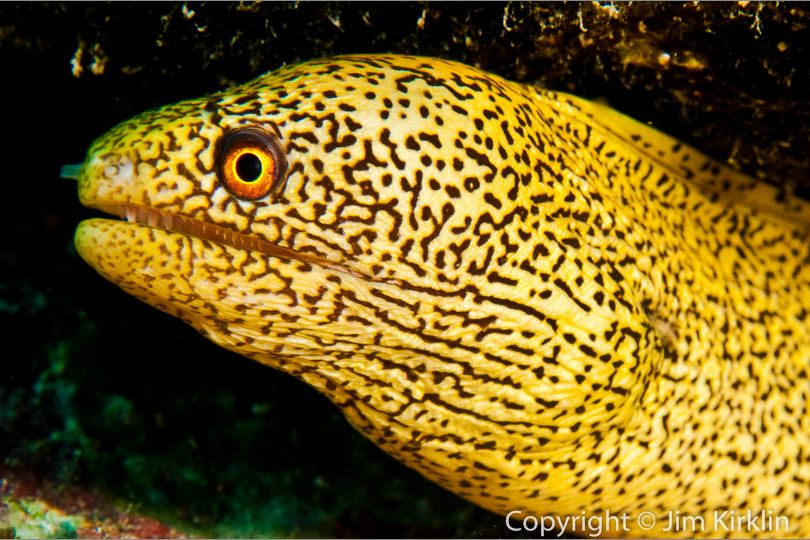 Goldentail Moray Eel #1