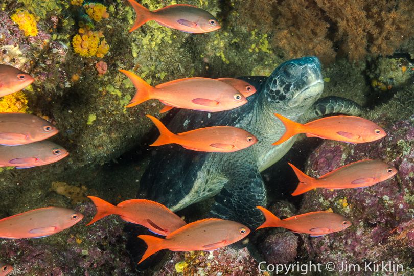Sea Turtle and Gringos
