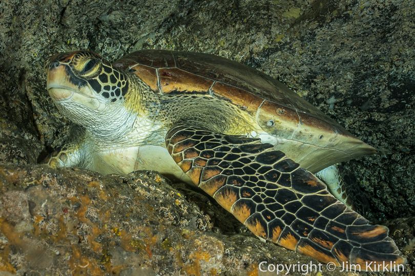 Sea Turtle on a Ledge