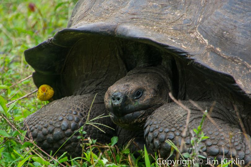 Galapagos Tortoise #3