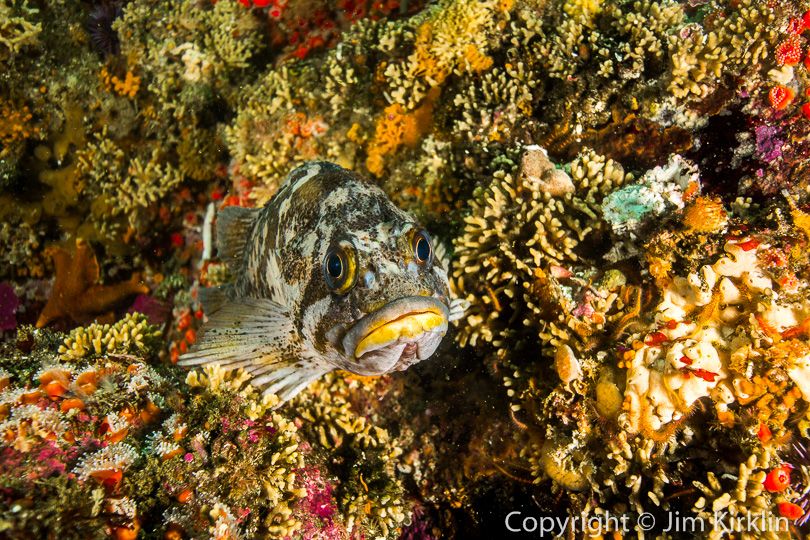 Rockfish on the Reef
