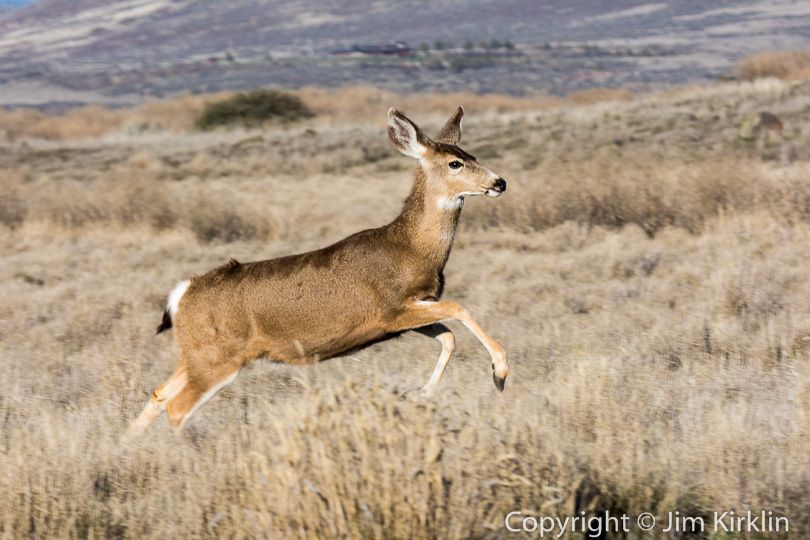 Running Deer