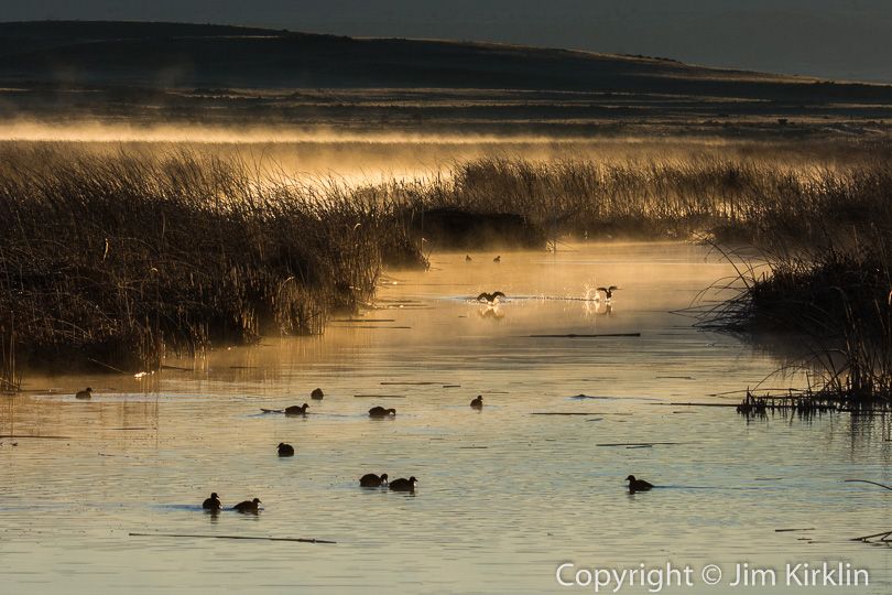 Morning Ducks