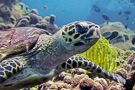 Sea Turtle Swimming