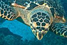 Sea Turtle #1