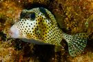 Spotted Trunkfish #1