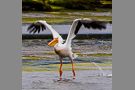 White Pelican #1