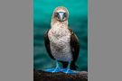 Blue-Footed Booby #1