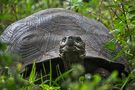 Galapagos Tortoise #2